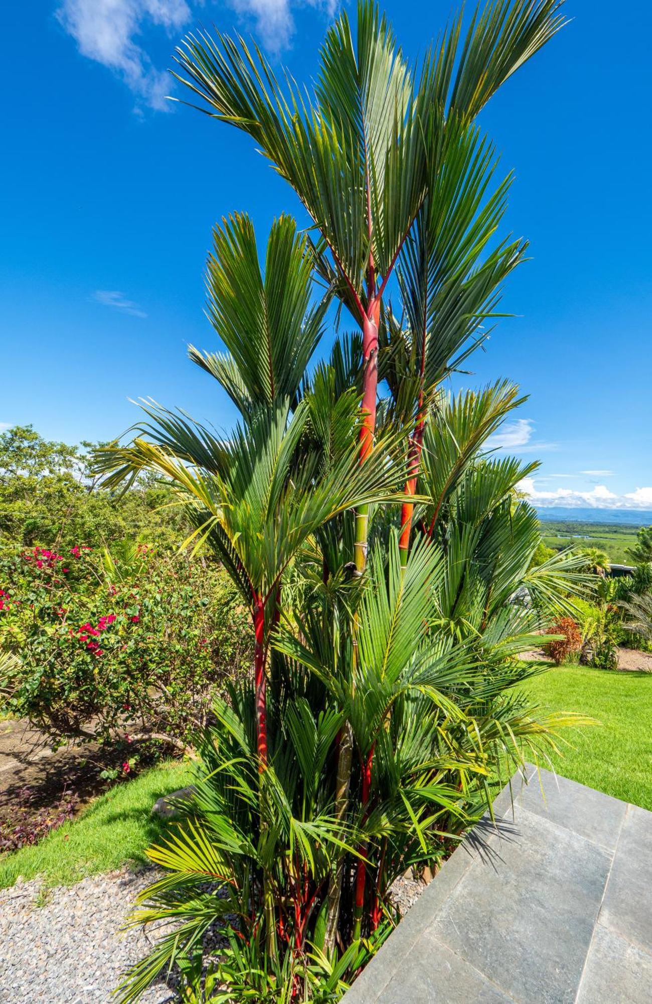 Finca Colibri Boca Chica Εξωτερικό φωτογραφία